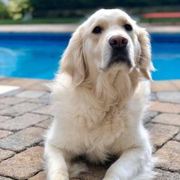 Golden Retriever Puppies from Dewbury Dream Goldens