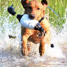 English Cocker Spaniels and Labrador Retrievers from FR Labs