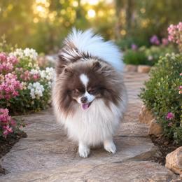 Amari - Pomeranian