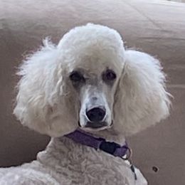 Mercy - Poodle