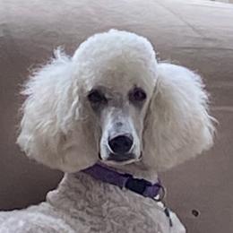 Mercy - Poodle