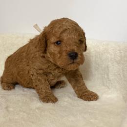 Leonardo - Apricot male Poodle puppy in Berrien Springs, Michigan from Michigan Mini & Toy Red Poodles