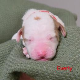 Everly - Parti female Goldendoodle puppy in Hendersonville, Tennessee from Ben's Best Buddy Goldendoodles