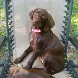 Mila - Liver female German Shorthaired Pointer puppy in Ashford, Alabama from Gosha & Nusha Kennel