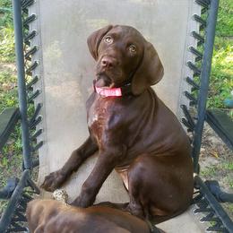 Mila - Liver female German Shorthaired Pointer puppy in Ashford, Alabama from Gosha & Nusha Kennel