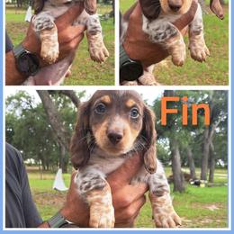 Fin - Chocolate and tan male Dachshund puppy in Winter Haven, Florida from Gateway 2 Little Paws