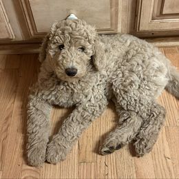 Jerry - Cream male Goldendoodle puppy in Indiana, Pennsylvania from Kathy's Doodles
