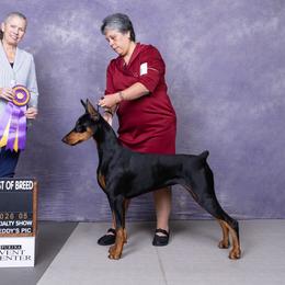 Worthy - Doberman Pinscher