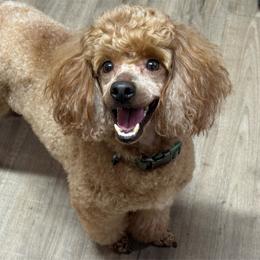Thomas - Poodle