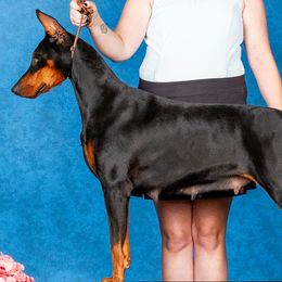 Doberman Pinschers from Jackson's Kennel