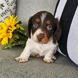 Dora - Chocolate and tan female Dachshund puppy in Utica, Ohio from Poodle Me Crazy