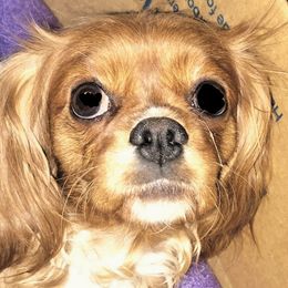 Charlotte - Cavalier King Charles Spaniel