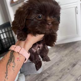 Shih Tzu Puppies from Butterfly Shih Tzu Pups
