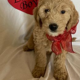 Goldendoodle Puppies from OnlyGoldendoodles