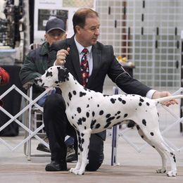 Dodger - Dalmatian