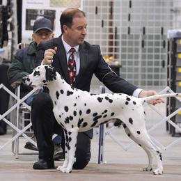 Dodger - Dalmatian