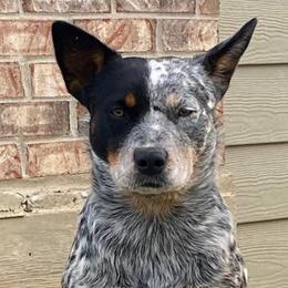 Silver Belle - Blue mottled female Australian Cattle Dog puppy in Irvington, Kentucky from Dry Valley’s Australian Cattle Dogs