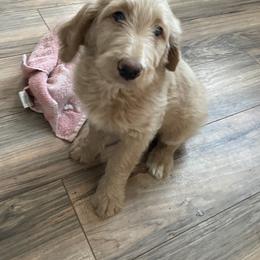 Labradoodle Puppies from CC Labradoodles