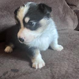 Neut - Black and tan male Pembroke Welsh Corgi puppy in Royston, Georgia from A&M K9’s