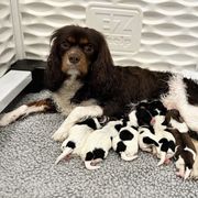 Cavachon puppies from LierChonPoo