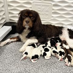 Cavachon puppies from LierChonPoo