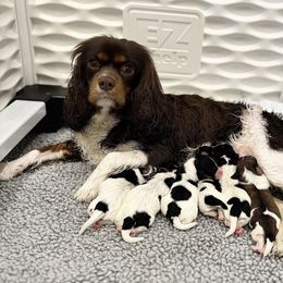 Cavachon puppies from LierChonPoo
