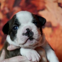Boston Terrier Puppies from Piper Hill Bostons
