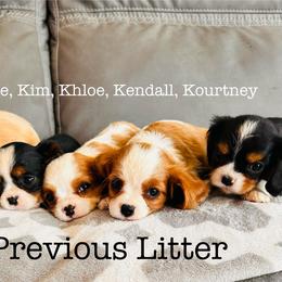 Cavalier King Charles Spaniel and Cavapoo Puppies from Pixie Dust Cavaliers