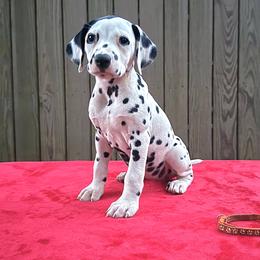 Girl 1 - female Dalmatian puppy in Decatur, Alabama from Hollytree Dalmatians
