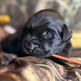 Grey-orange collar black male - Black male Labrador Retriever puppy in Moore, Oklahoma from Okiehuntinboyz Labrador Retrievers