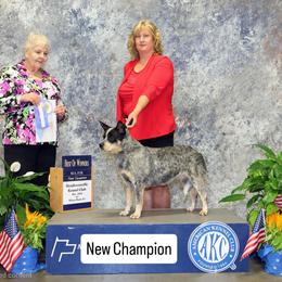 Kiana - Australian Cattle Dog