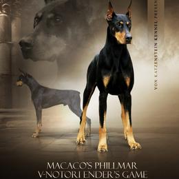 Doberman Pinscher puppies from Von Katzenstein Kennel