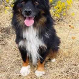 Miniature American Shepherd All Grown Up from Amulet Charm