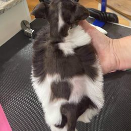 Miniature Schnauzer Puppies from Virgil Farms