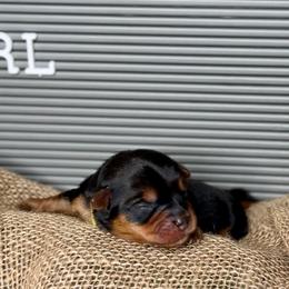 Girl 3 - Black and tan female Yorkshire Terrier puppy in Richmond, Texas from Perfectly Posh Pets