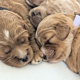 Goldendoodle Puppies from Rosie Doodles AZ