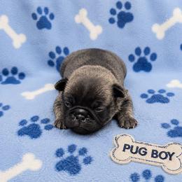 Brindle Boy (red toe) - Brindle male Pug puppy in Tulsa, Oklahoma from Locust Creek Pugs & Japanese Chin's