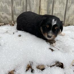 Male black tri - Black tri male Toy Australian Shepherd puppy in Hillsboro, Illinois from Shoal Creek Puppies