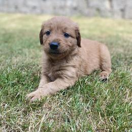 Golden Retriever Puppies from Washington Lakeside Goldens