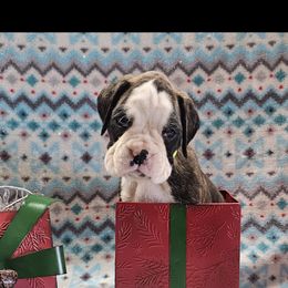 Boxer and Shih Tzu Puppies from L&L European Boxers and Shih Tzus