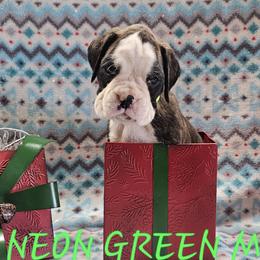 Boxer and Shih Tzu Puppies from L&L European Boxers and Shih Tzus