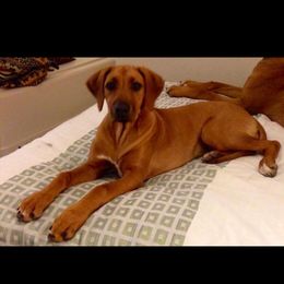 Rhodesian Ridgeback Puppies from Lyonnese Rhodesian Ridgebacks