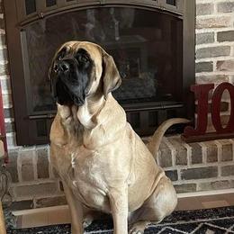Mastiff All Grown Up from Clearbrook Mastiffs