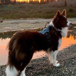Border Collies from Prophecy Kennels