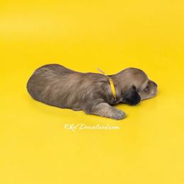 Vinny - Cream male Dachshund puppy in Oklahoma City, Oklahoma from OkieDoxieland Dachshunds