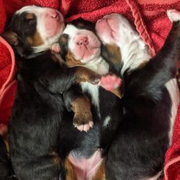 Bernese Mountain Dog Puppies from Grand Mesa Mountain Dogs