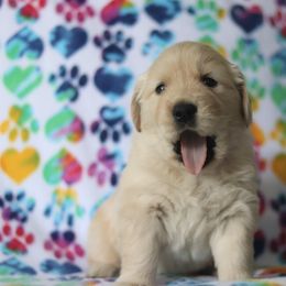 Golden Retriever Puppies from Golden Hour Golden Retrievers