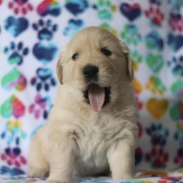 Golden Retriever Puppies from Golden Hour Golden Retrievers