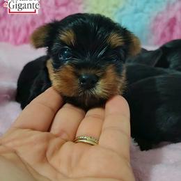 Tony starks - Black and gold male Yorkshire Terrier puppy in California from Corazon de gigante