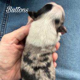 Buttons - Blue merle female Miniature Australian Shepherd puppy in Sandy Hook, Kentucky from RidgeTop Aussies